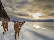 Deer in Port-Menier, Anticosti Island