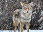 Coyote Stare Off