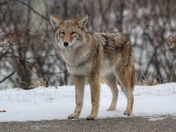 Wild Coyote Stare Off