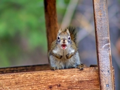 Squirrel Yelling