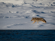 Coyote on the River Bank