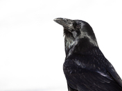 Common Raven