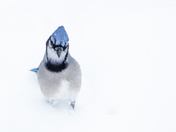 Winter is still here!