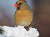 Northern Cardinals
