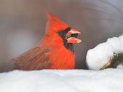 Northern Cardinals