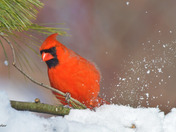 Northern Cardinals