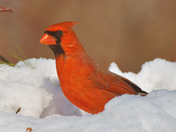 Northern Cardinals