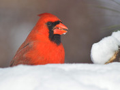 Northern Cardinals