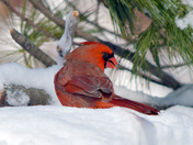 Northern Cardinals