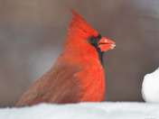 Northern Cardinals