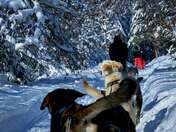 Dogsled ride.