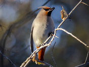 Bohemian Waxwing