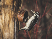 Hairy Woodpecker
