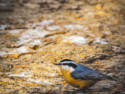 Red Breasted Nuthatch