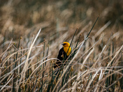 Yellow Headed Blackbird