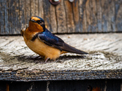 Barn Swallow
