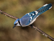 Blue jay