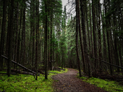 Long and Winding Trail