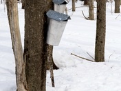 Maple Syrup Country