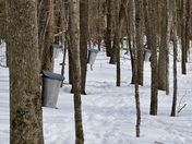 Sugar Bush Running Maple Syrup 
