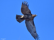 Red Tailed Hawk