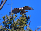 Red Tailed Hawk