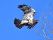 Red Tailed Hawk