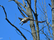 Red Tailed Hawk