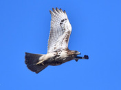 Red Tailed Hawk
