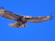 Red Tailed Hawk