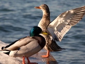 Spreading your Wings 