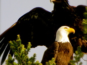 Eagles in a Tree