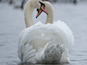 Swans In Love