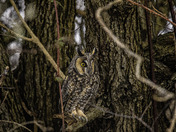 Long Eared Owl