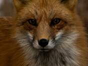 Fox Portrait