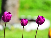 Purple Tulips