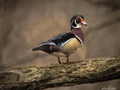 relaxing stroll in these stressful times