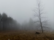 Charlie in the Fog