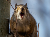 Angry Squirrel 