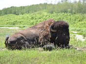 Bison