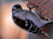 Woodpecker Hanging Out