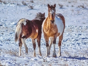 Horses In The Snow