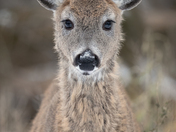 white-tailed deer portrait