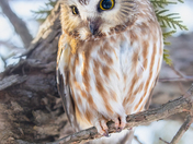 Saw-whet owl
