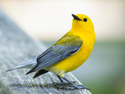 Prothonotary warbler