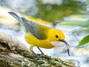 Prothonotary warbler