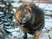 Muskrat