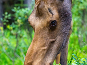 Mother Moose Face Closeup