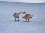 Goose Sticking Tongue Out 