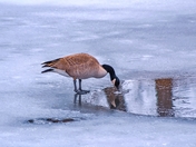 Goose Drinking Water On Ice
